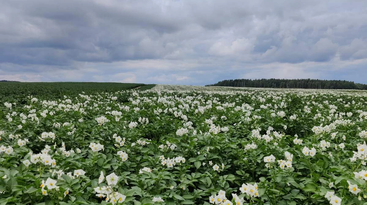 Екологічне землеробство: дослідження показали, що вирощування картоплі призводить до значно менших викидів парникових газів, ніж виробництво зернових