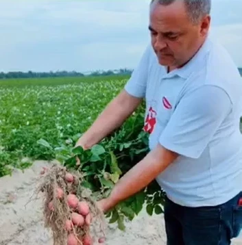 ПРИЙМАННЯ ДОСЛІДІВ 2024 В ІНСТИТУТІ КАРТОПЛЯРСТВА НААН УКРАЇНИ ТА ЙОГО МЕРЕЖІ