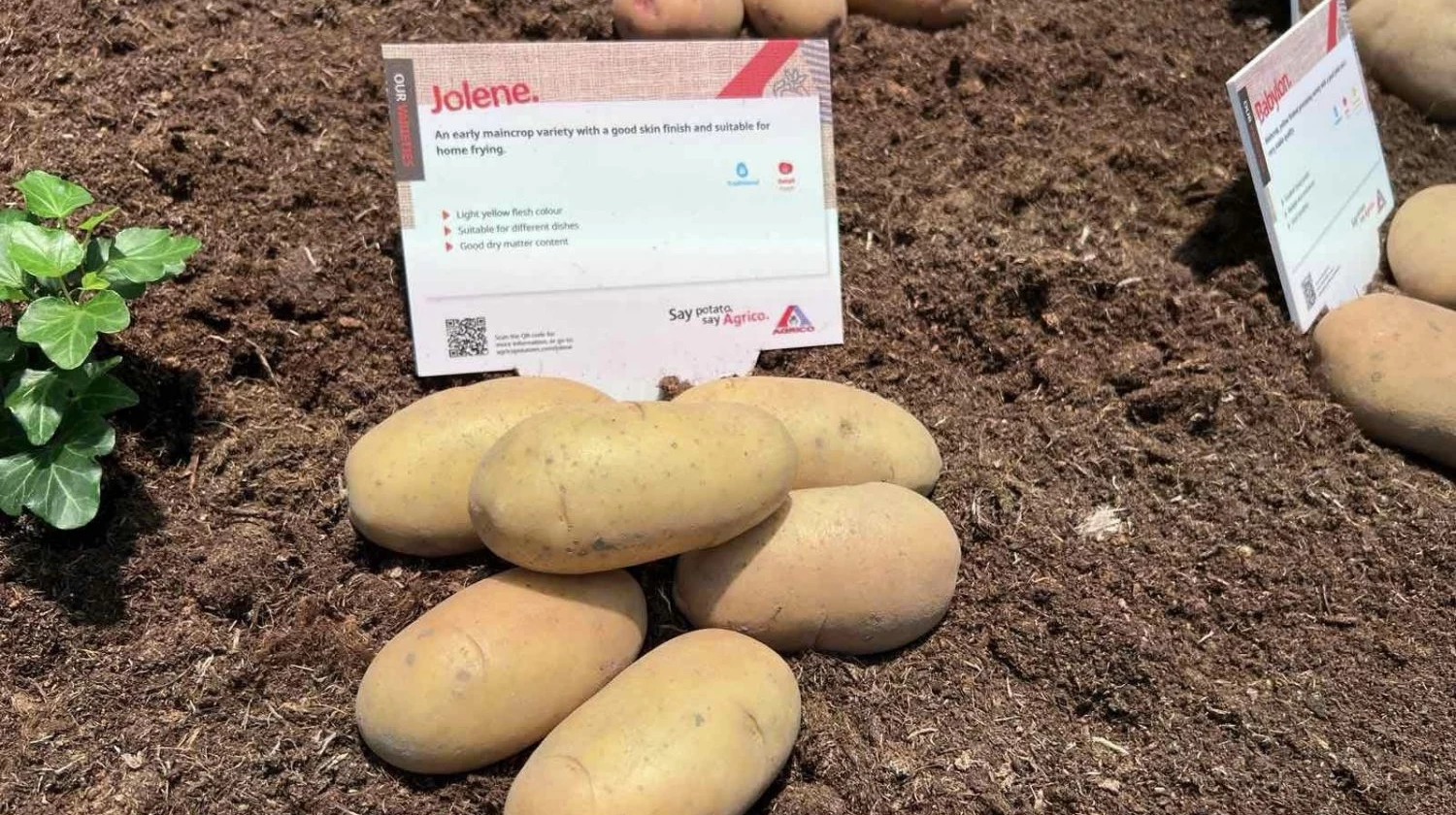 Команда Агріко Україна долучилась до Днів картоплі Variety and Seedling Show 2024 від Agrico Potatoes у Нідерландах