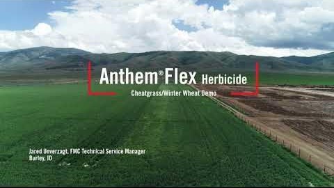 ГЕРБІЦИД ANTHEM FLEX ВІД FMC ДОЗВОЛЕНО ДЛЯ ВИКОРИСТАННЯ НА КАРТОПЛІ