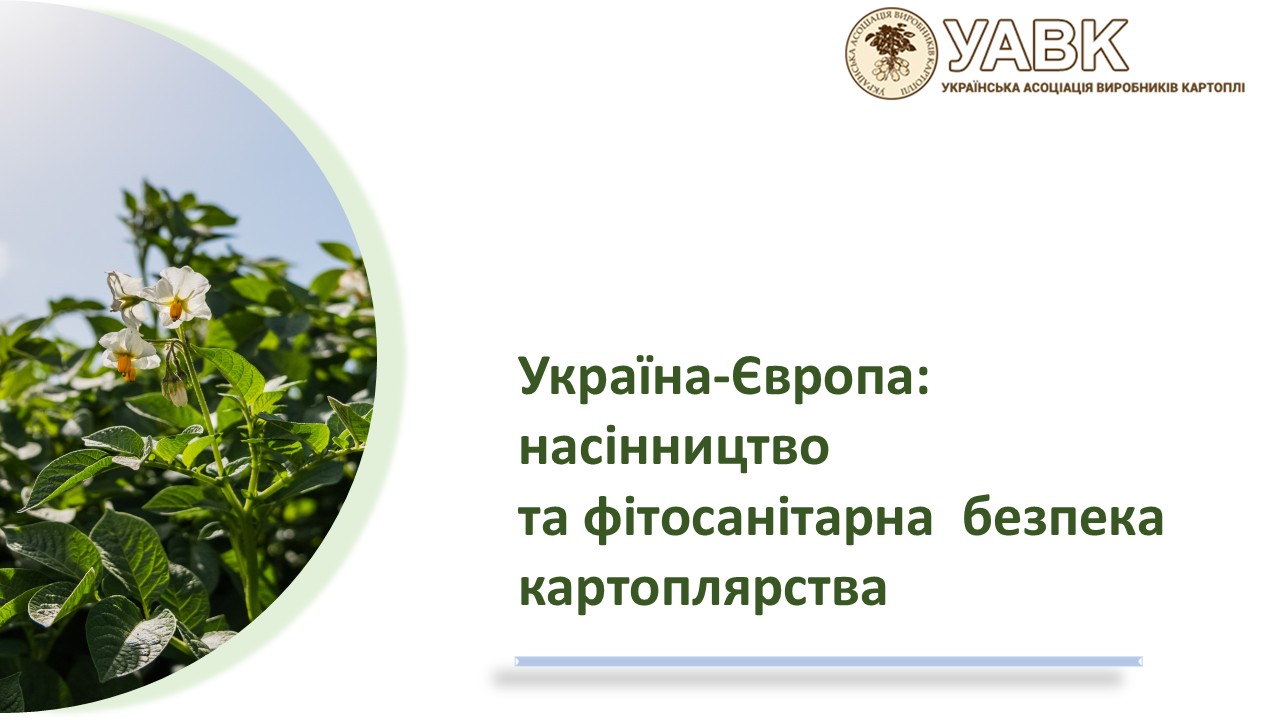 Стійкість сортів картоплі - чому це важливо
